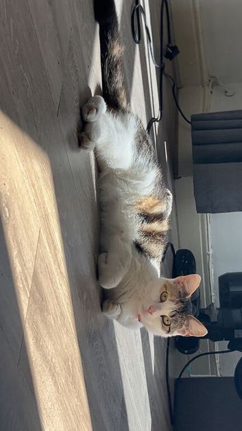 3 beautiful ginger kittens looking for forever home
