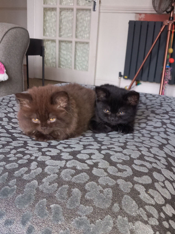 Chocolate BLH and Black BSH