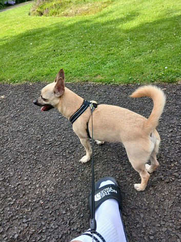 3 year old male chihuahua