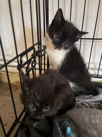 Beautiful half main coon kittens
