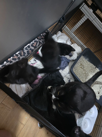 4 kittens black. 1 girl 3 boys