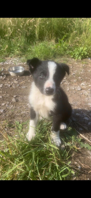 4 border collie puppys