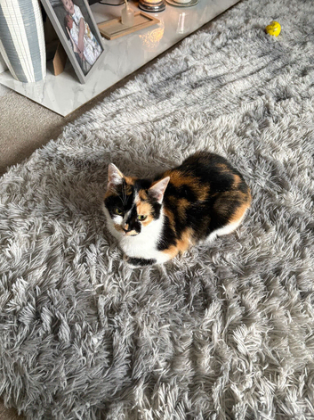 Female Calico Cat