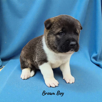 Stunning American Akita Puppies