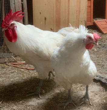 Hatch to order La Bresse Gauloise chicks