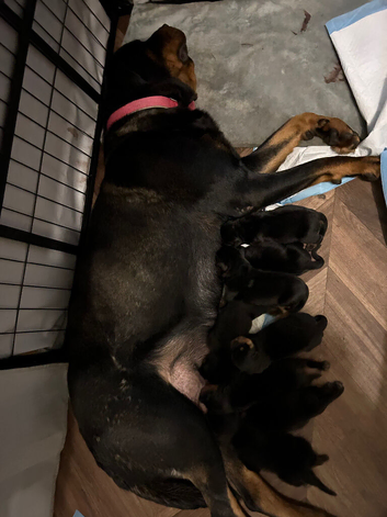 Male Rottweiler puppy