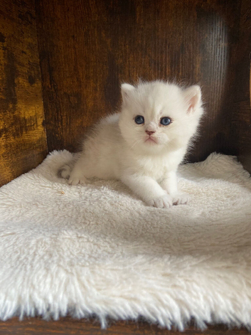 Silver pedigree British shorthair kittens