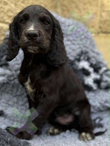 Kc cocker spaniels boy only 17 dna health tested