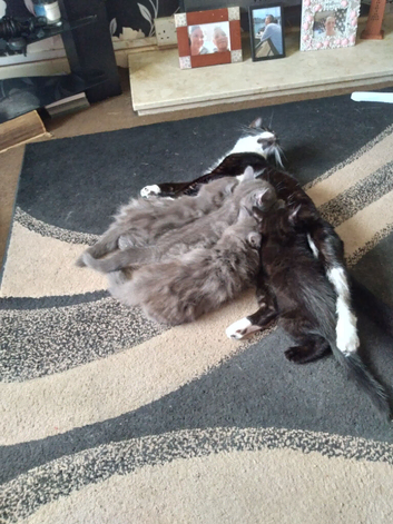 Loving kitten looking for forever loving home