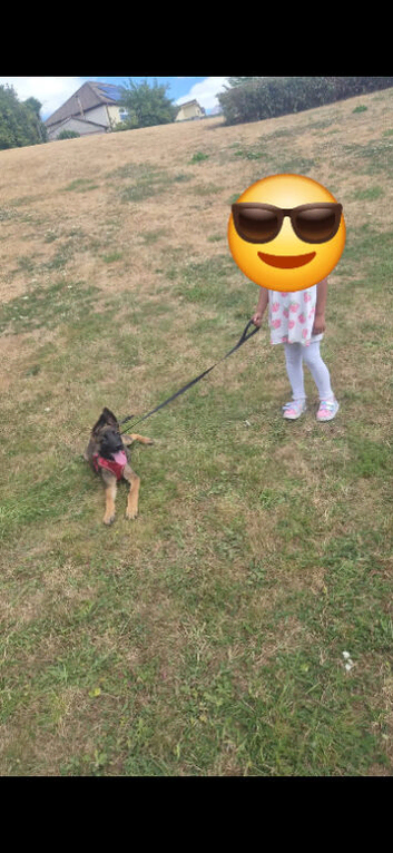 German shepard x Belgium malinois