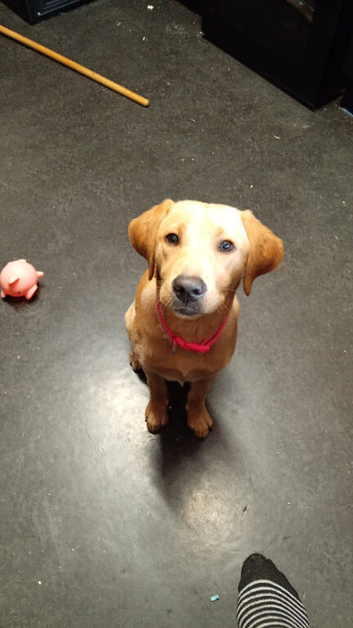 Fox red /yellow full lab pup