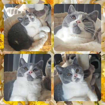 Perfect tica registered british shorthair kittens