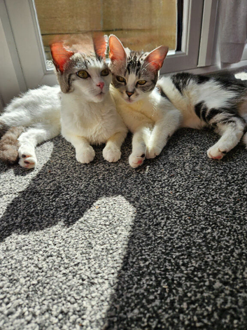 2 beautiful loving cats