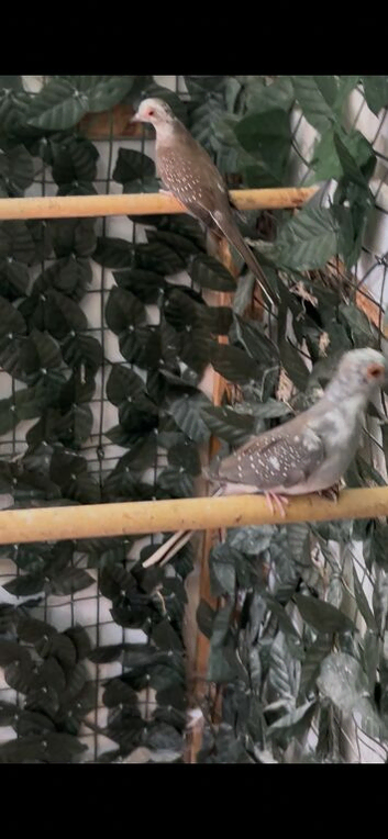 Pied Diamond doves
