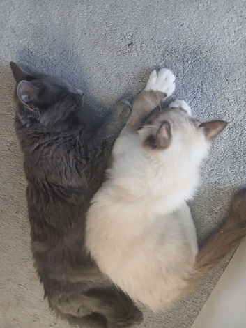 Ragdolls