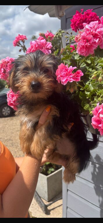 Beautiful Yorkie pups looking for there forever homes