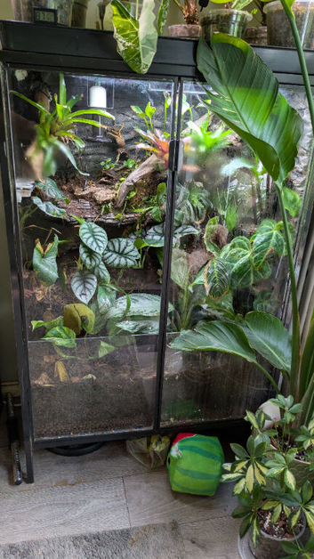 2 giant Madagascarn day gecko with terrarium