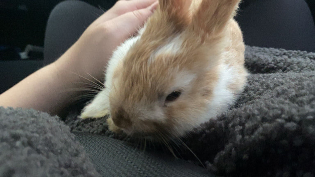 Male bunny