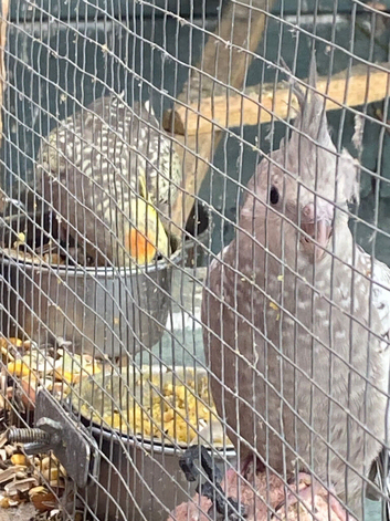 Baby cockatails