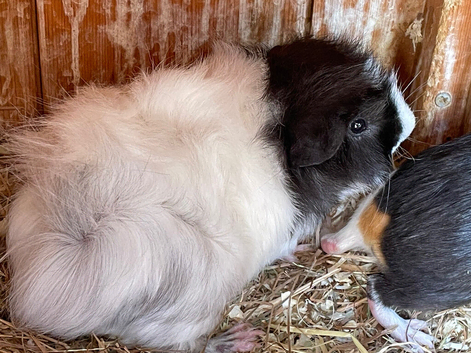 2 baby boars