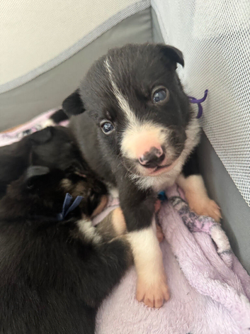 Meet your new best friend
