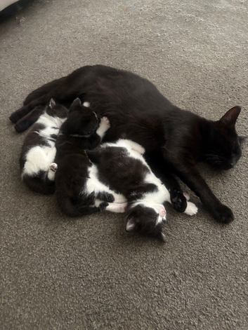 Kittens