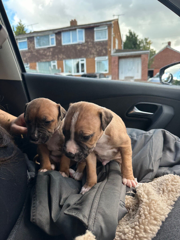 Staffy puppies for sale