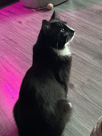 Lost Kitty!!