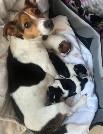 Puppys