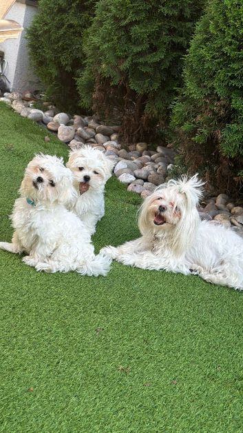Pure Korean Maltese puppies