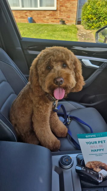 Gorgeous tan cockapoo