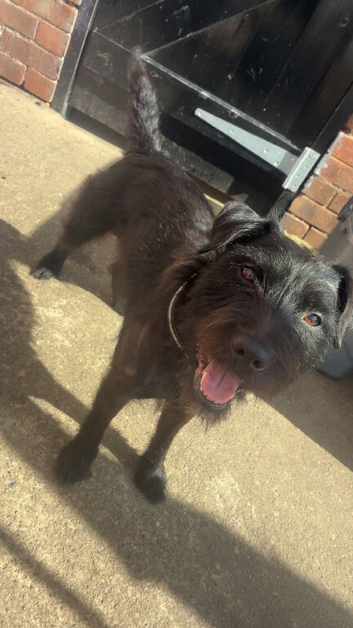 Patterdale pups