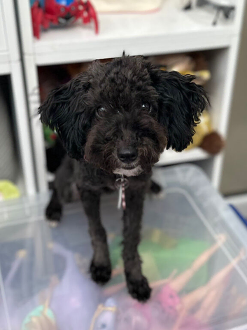 Toy poodle girl