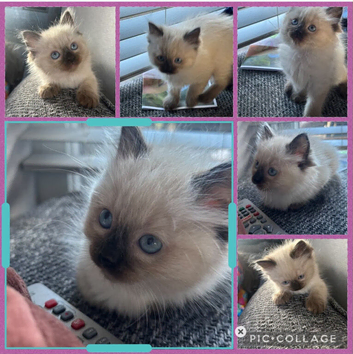 Seal point Ragdoll kittens