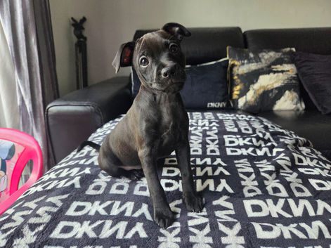 STUNNING FEMALE PATTERDALE TERRIER