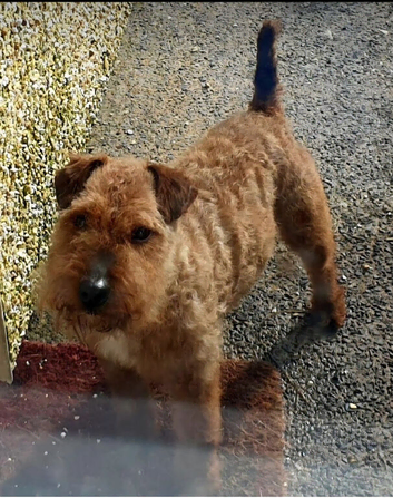 red lakeland terrier