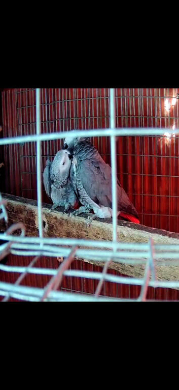Breedimg pair african greys