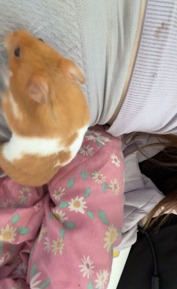 Hampster hammy