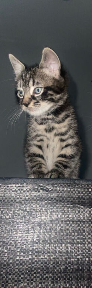 One little tabby boy