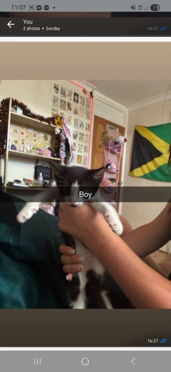2x black and white kittens needing a friendly home