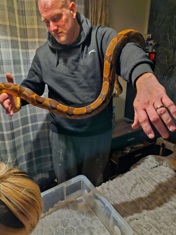 Salmon Boa