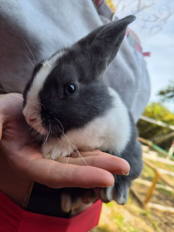 Beautiful bunnies