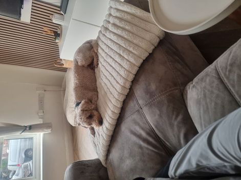 Rehoming our 3 year old poochon teddie