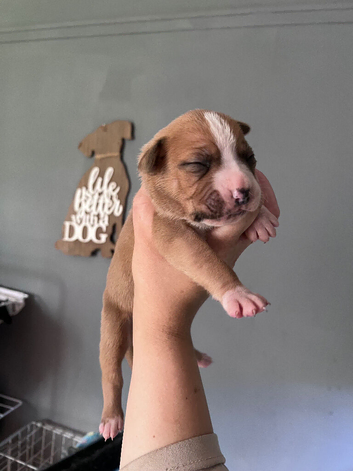 Mastiff/American bulldog