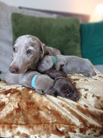 Miniature Dachshund ready for their forever