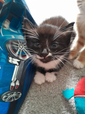 Beautiful female kitten 8 weeks old ready now
