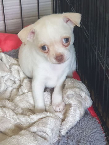 Chihuahua puppies Alford lincs