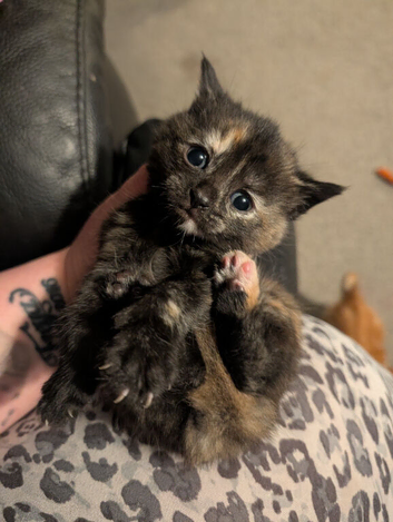 Kittens for sale ... READY TO LEAVE NOW