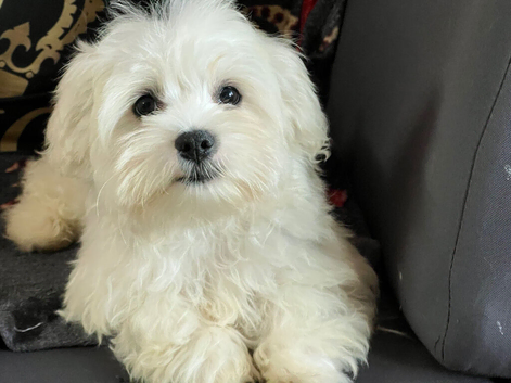 Maltese puppy 3 months male