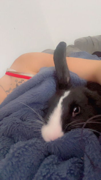 Bunny
